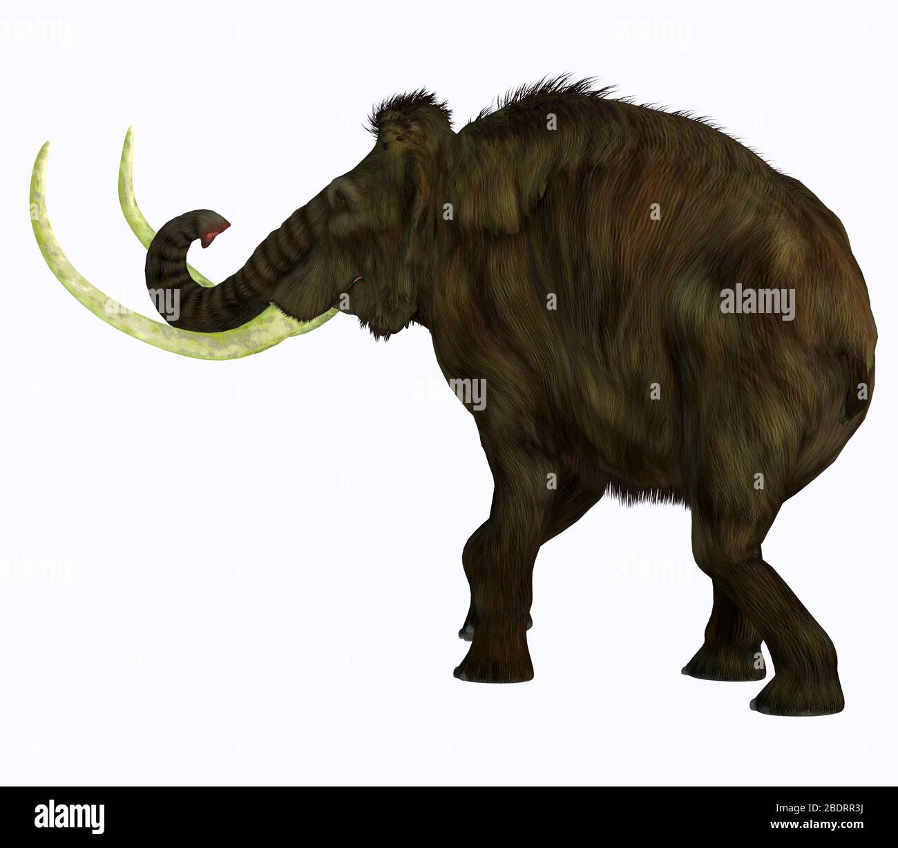Der Woolly Mammoth war ein herbivorer Elefant, der in Asien, Sibirien und Nordamerika während des Pliozäns und Pleistozäns lebte. Stockfoto