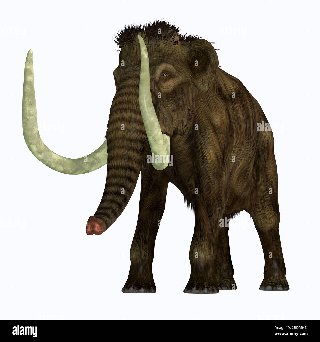 Der Woolly Mammoth war ein herbivorer Elefant, der in Asien, Sibirien und Nordamerika während des Pliozäns und Pleistozäns lebte. Stockfoto