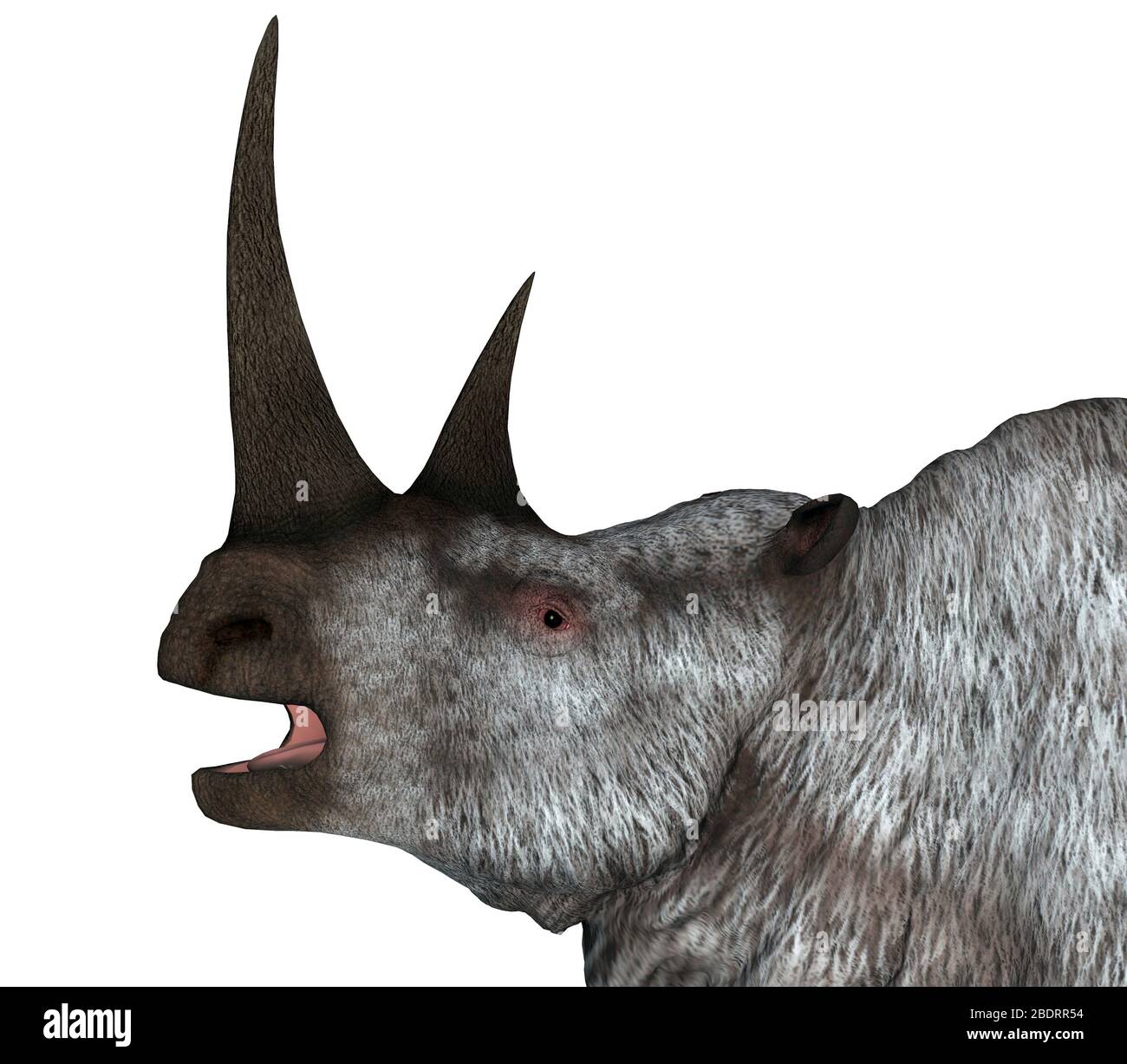 Das Woolly Rhino war ein herbivores Nashorn, das in Asien und Europa während der Pleistozänzeit lebte. Stockfoto
