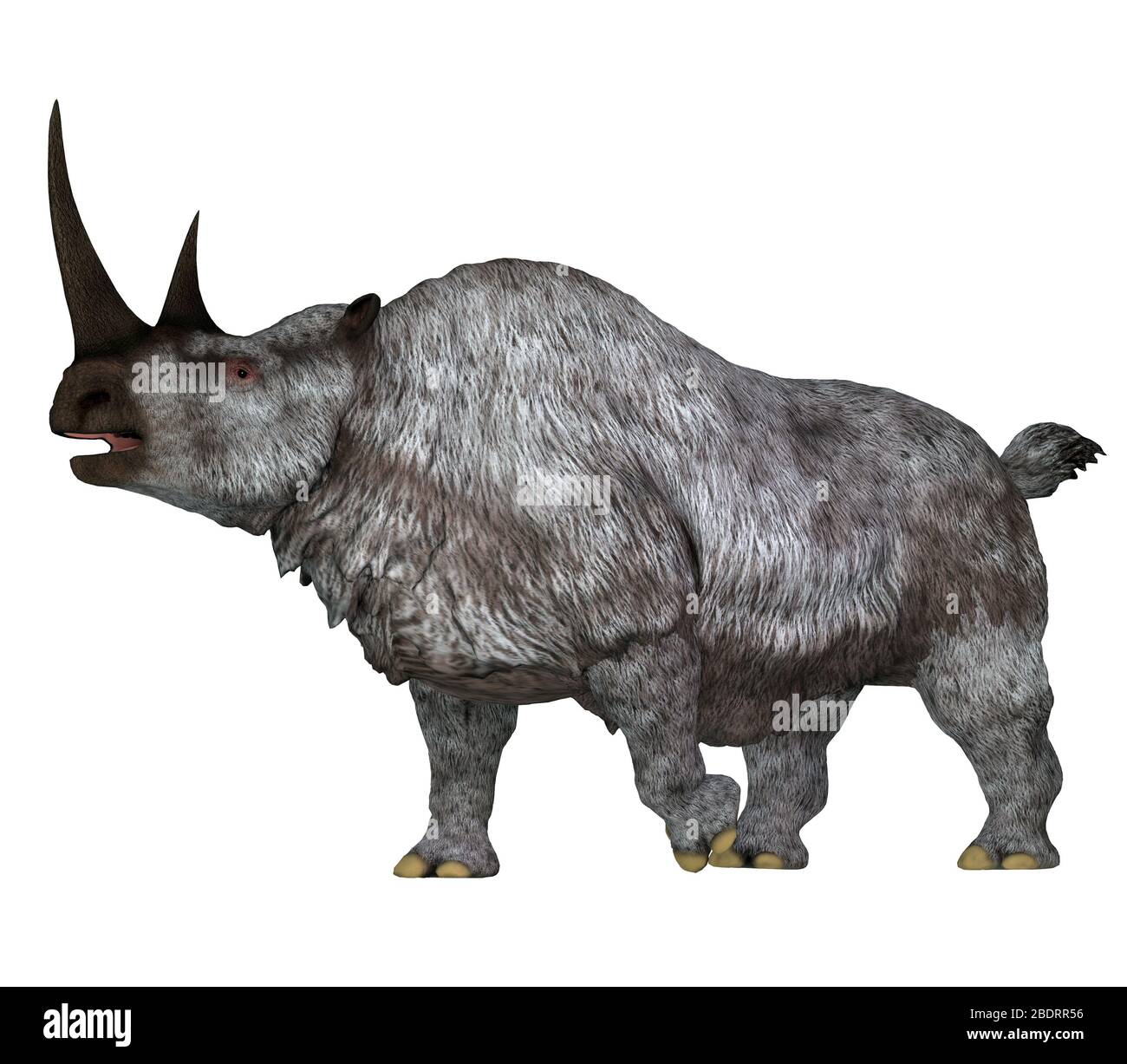 Das Woolly Rhino war ein herbivores Nashorn, das in Asien und Europa während der Pleistozänzeit lebte. Stockfoto