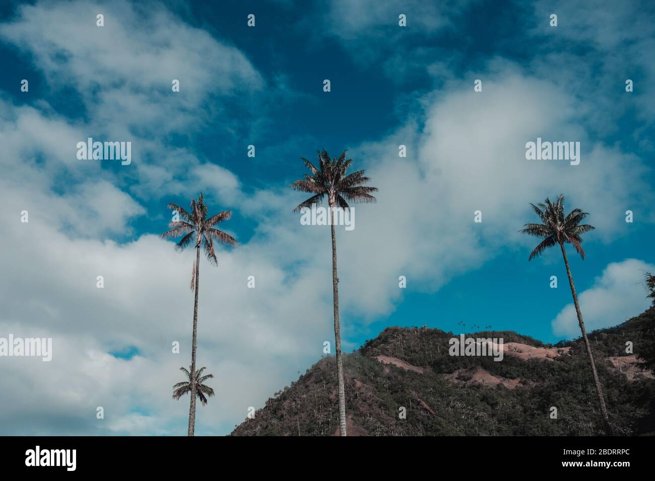 Sehr hohe Palmen im valle de cocora von kolumbien Stockfoto