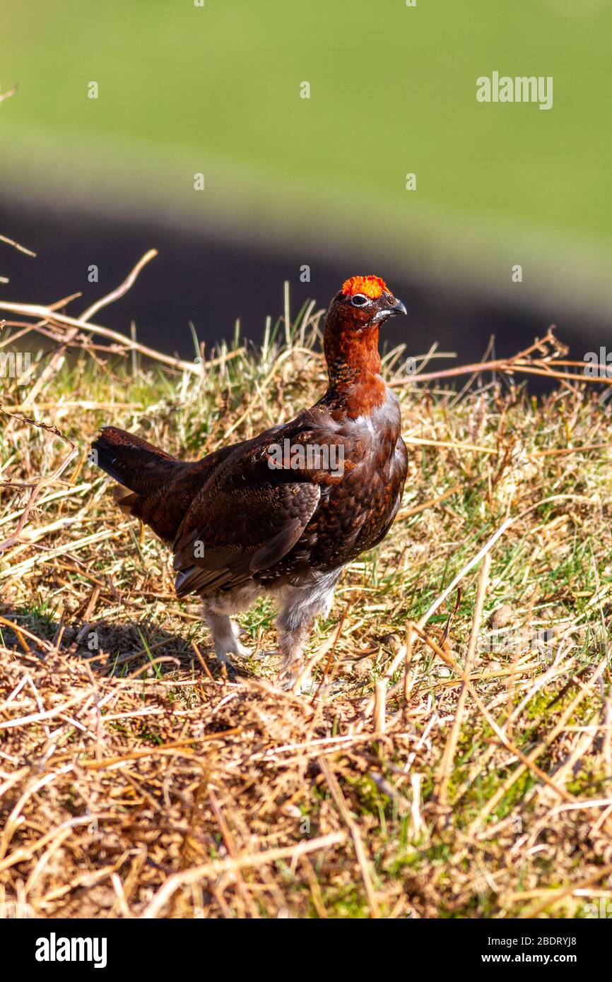 Rote Zackenbarsche mit schmelzenden Federn, Burley Moor, West Yorkshire, Großbritannien Stockfoto