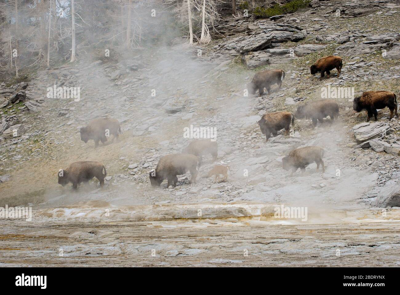 Kleine Herde Bison, die inmitten der dampfenden heißen Quellen im Yellowstone National Park grast. Stockfoto