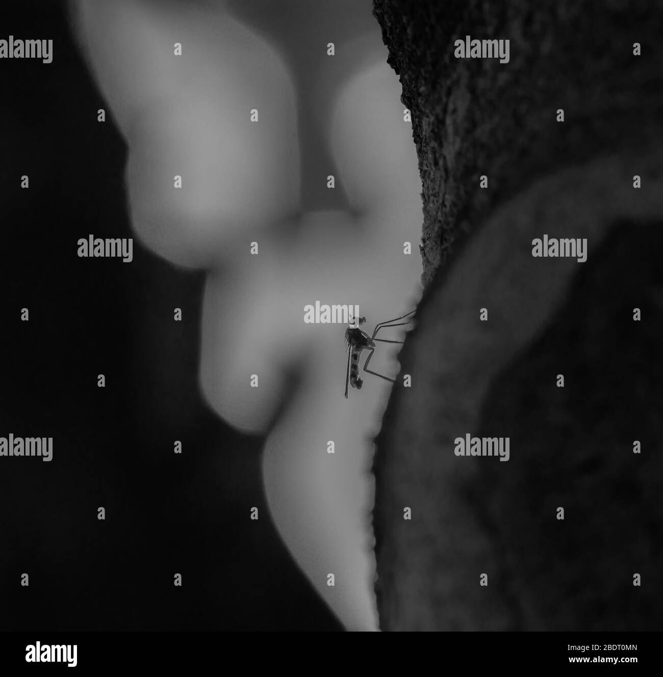 Wie ein Fremder: Silhouette einer Mücke in schwarz-weiß hinterleuchtet Stockfoto