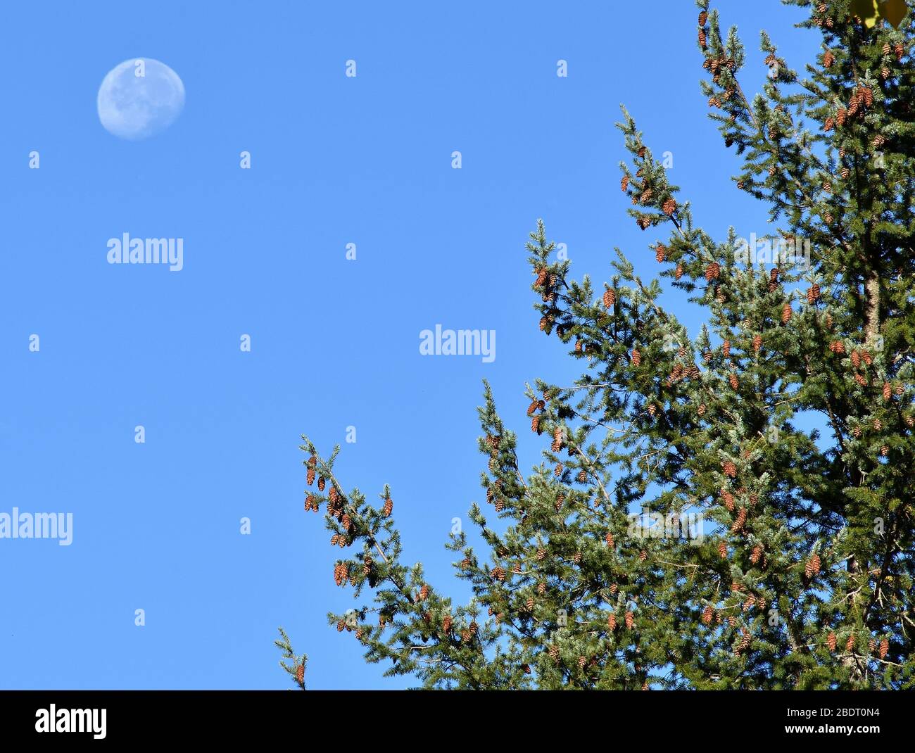 Die Bäume und der Mond an einem Herbstmorgen Stockfoto