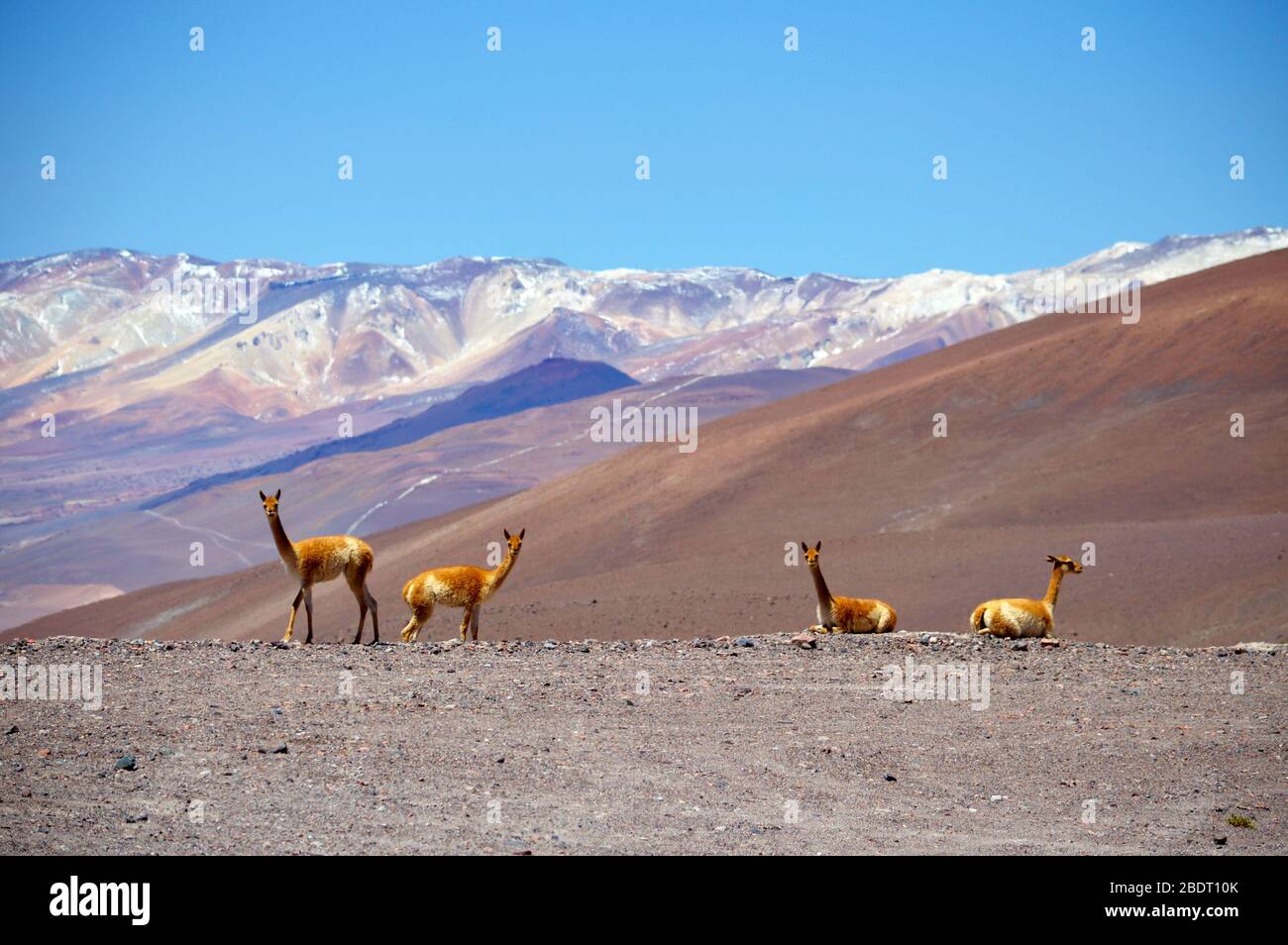 Schöne vicuñas auf der Seite der Straße, La Casualidad, Salta, Argentinien Stockfoto