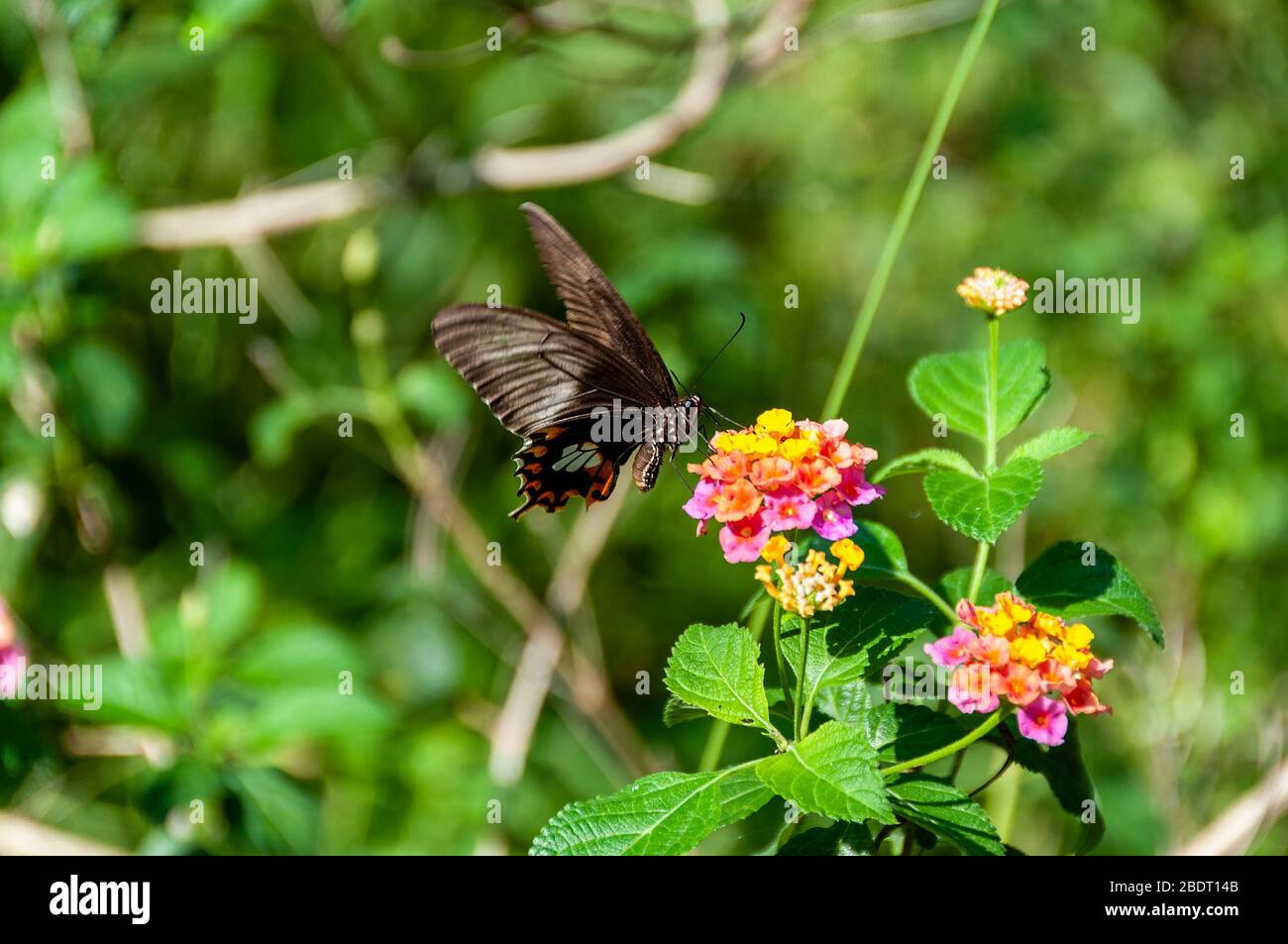 Schmetterling, der aus einer Lantana Camara Blume in Kerala, Indien trinkt Stockfoto