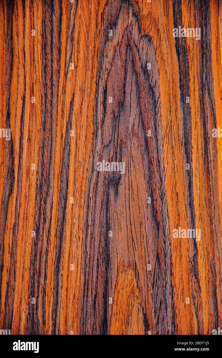 Die Texturen eines exotischen Baumes. Walnussaragon. Hintergrund reich Orange und lila, mit schwarzen Linien. Stockfoto