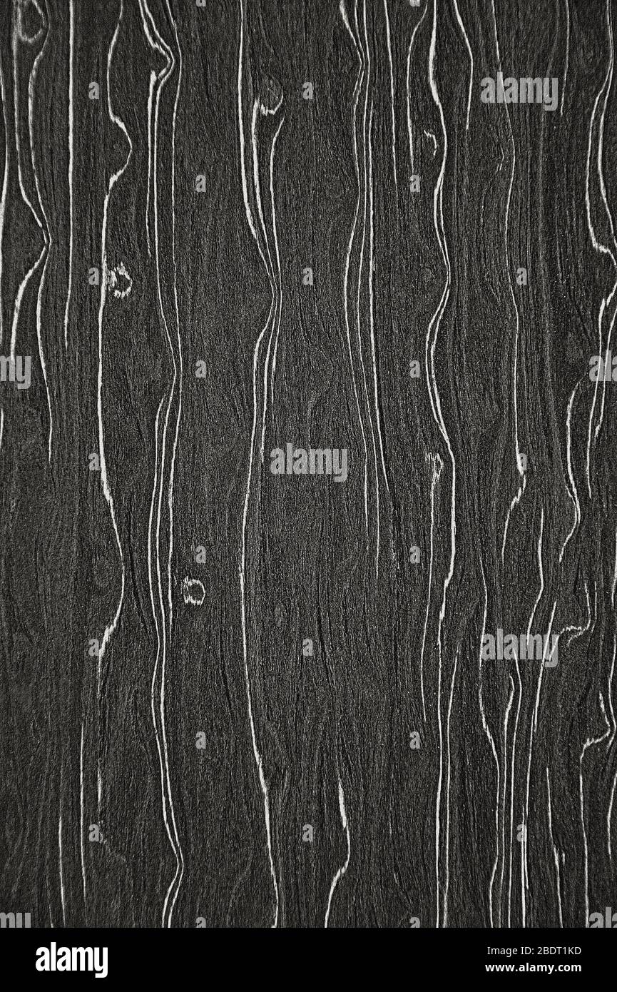 Holzstruktur. Modifiziertes Furnier. Hintergrund schwarz mit weißer Textur. Stockfoto