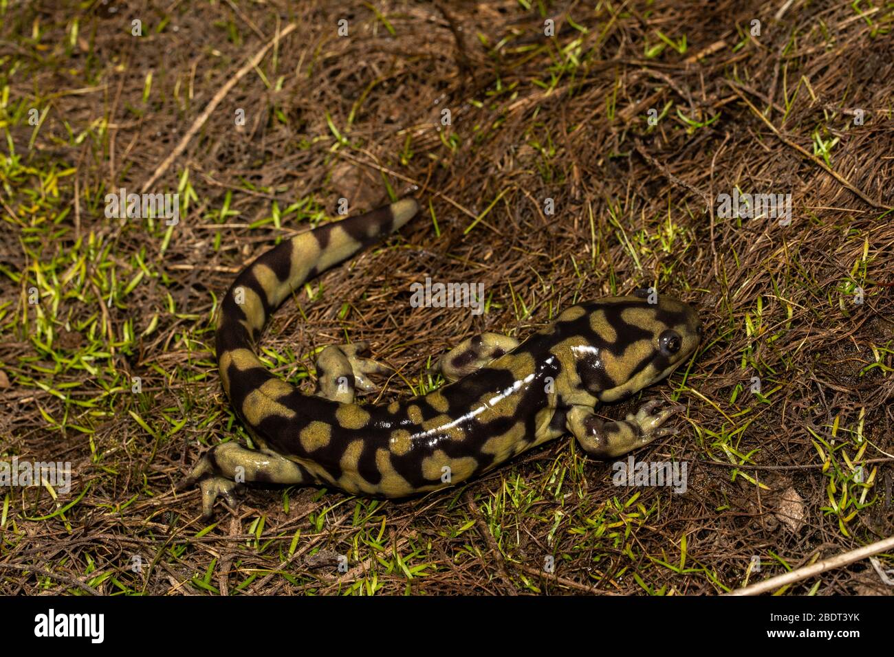 Barred Tiger Salamander (Ambystoma mavortium mavortium) am Rande eines alten Viehweiher in Jefferson County, Colorado, USA. Stockfoto