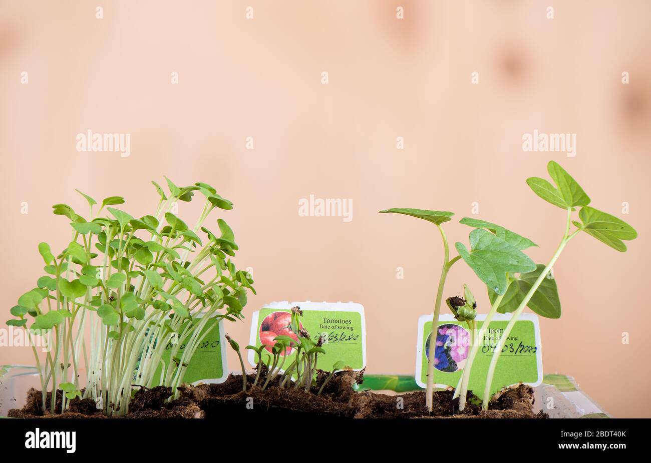 Sprossen am sechsten Tag aus Sets für den Anbau von Morgenruhm, Tomaten und Rucola. Platten mit den Namen der Pflanzen und dem Datum der Aussaat. Wachsende pl Stockfoto