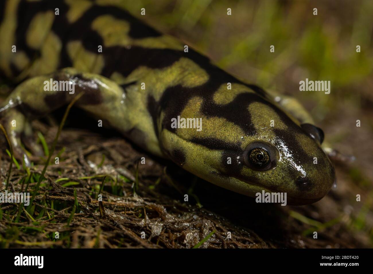 Barred Tiger Salamander (Ambystoma mavortium mavortium) am Rande eines alten Viehweiher in Jefferson County, Colorado, USA. Stockfoto