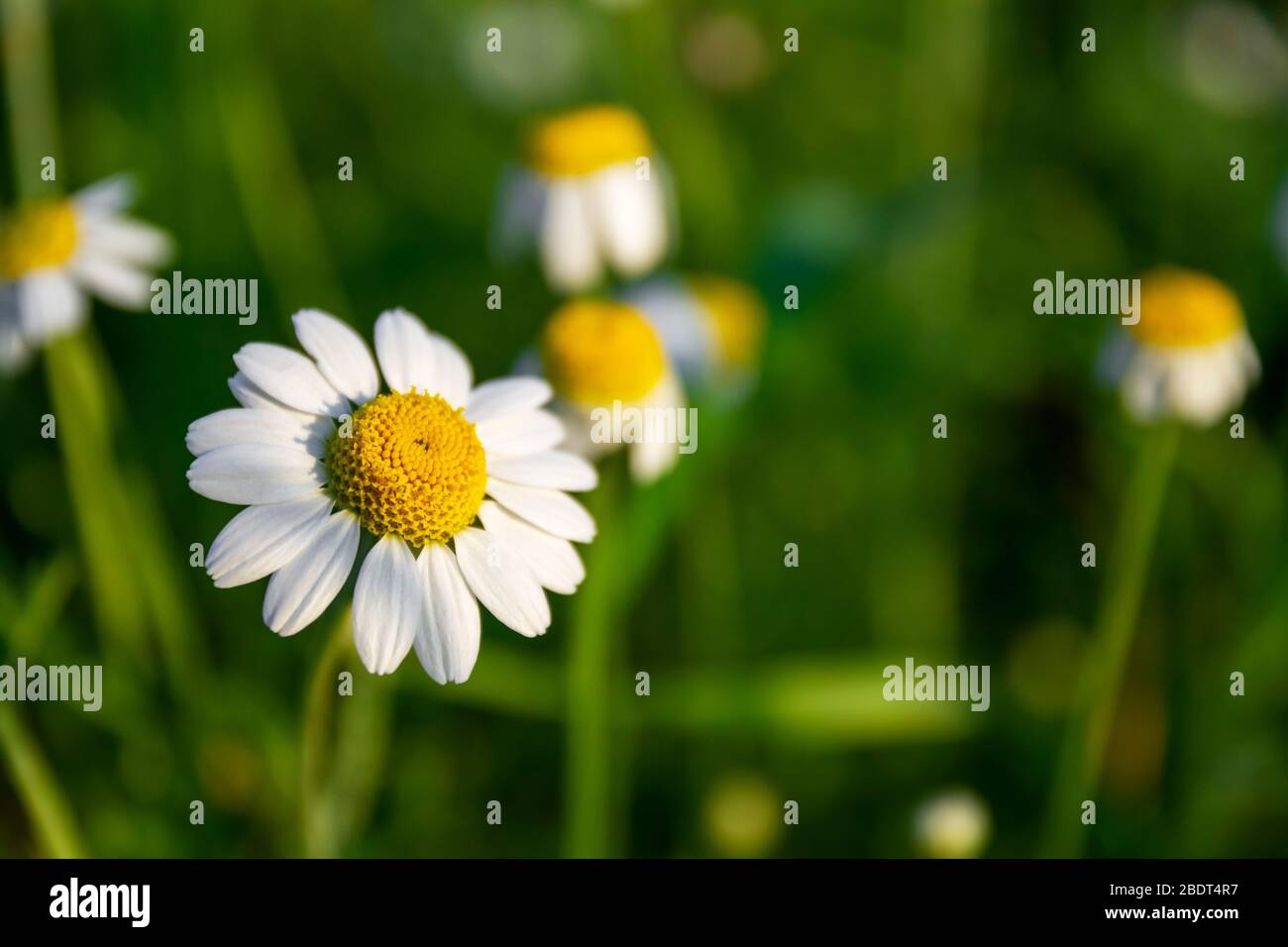 Frühlingsblumen. Apotheke Gänseblümchen auf dem Feld. Weiße Kamillen im grünen Gras. Grünes Feld mit Heilpflanzen, Natur Hintergrund für den Frühling. Clo Stockfoto