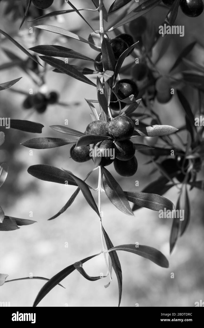 Schwarze Olive (Olea europaea) wächst an wilden Olivenbäumen. Schwarzweiß getöntes Bild. Stockfoto