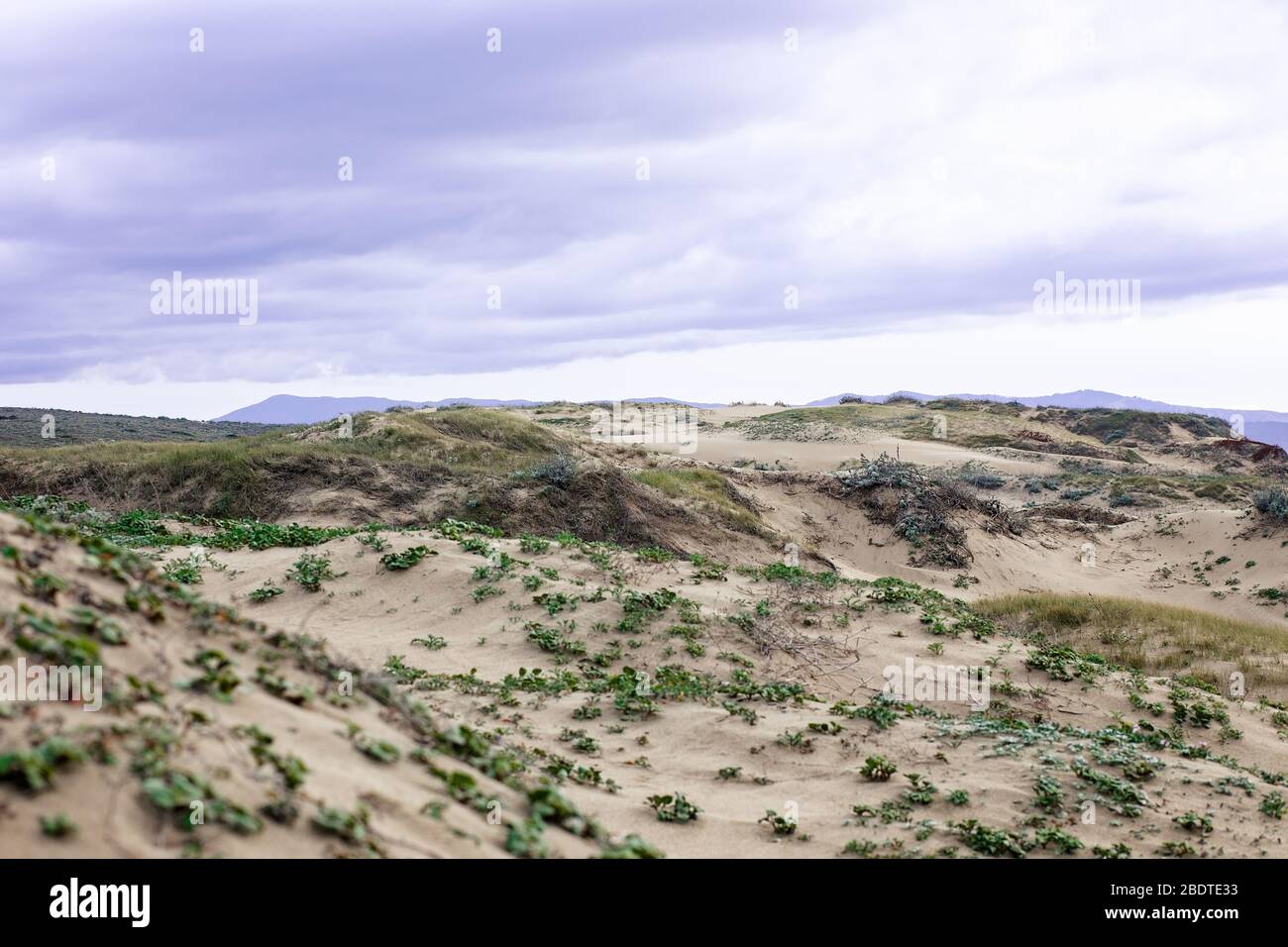 Stürmische Wolken über Sanddünen bedeckt mit Eispflanzen am Sand City Beach, Sand City, Kalifornien, Monterey County, USA Stockfoto