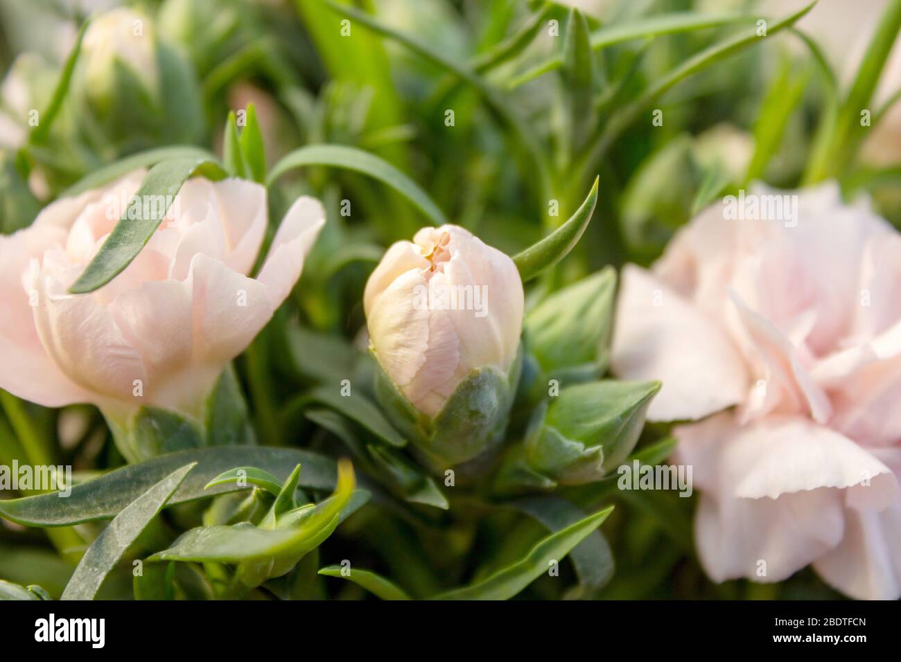 Dianthus OSCAR Pink und Purple Carnationen sind die Top-Serie der Pottnationen Stockfoto