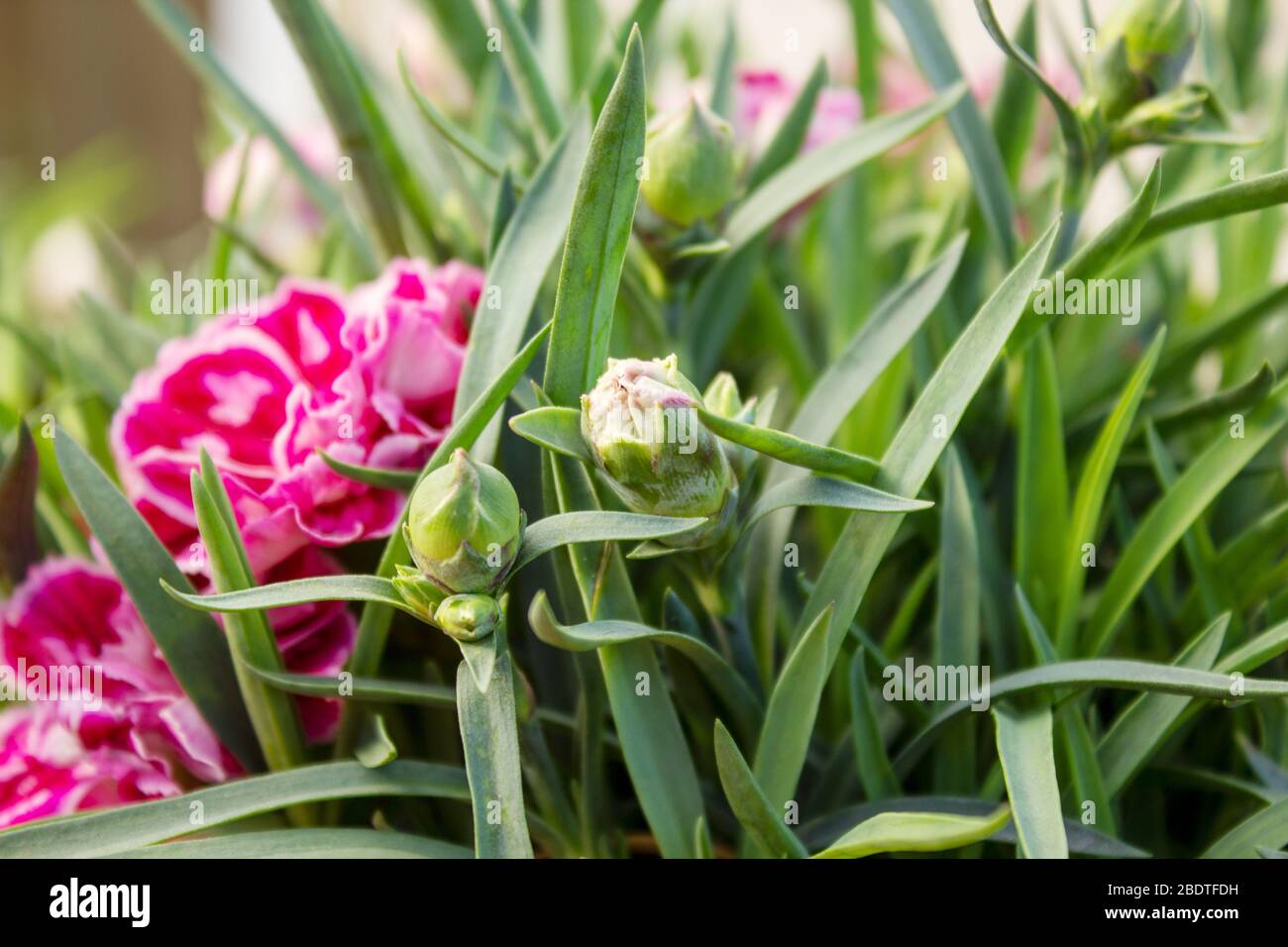 Dianthus OSCAR Pink und Purple Carnationen sind die Top-Serie der Pottnationen Stockfoto