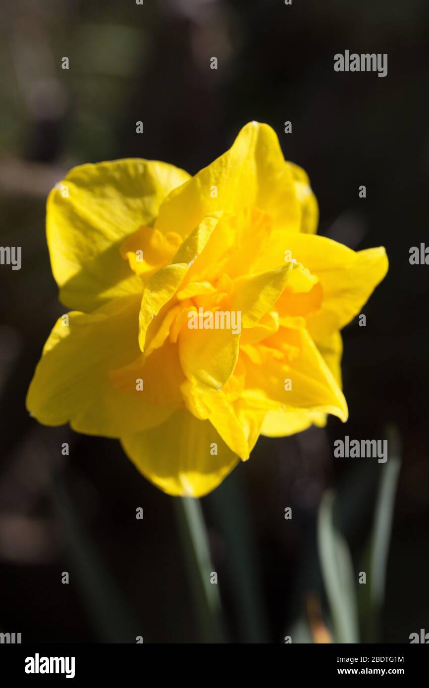 Narzissus 'Smokey Bear' Doppeldaffodil. Stockfoto