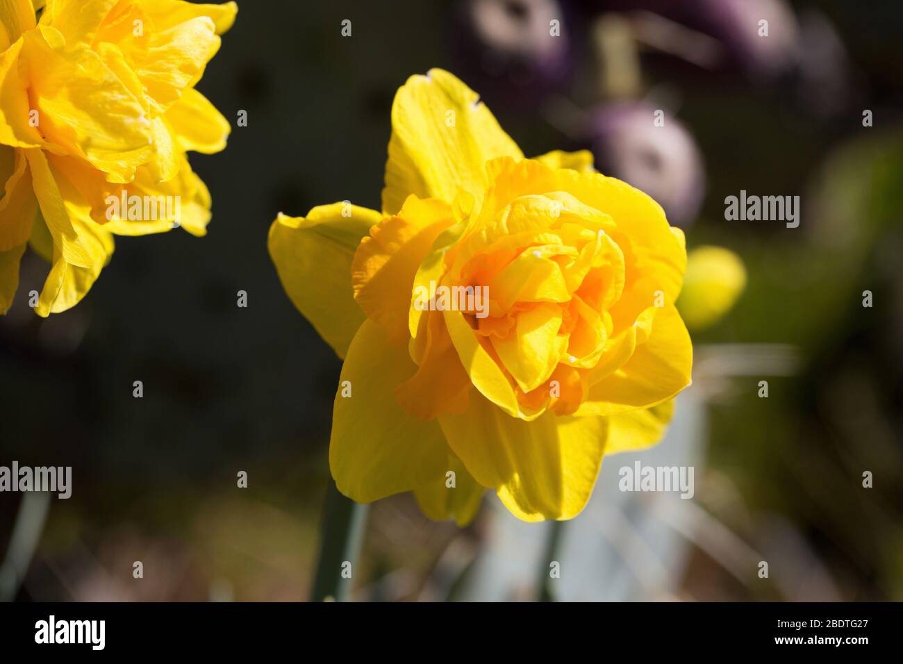 Narzissus 'Smokey Bear' Doppeldaffodil. Stockfoto
