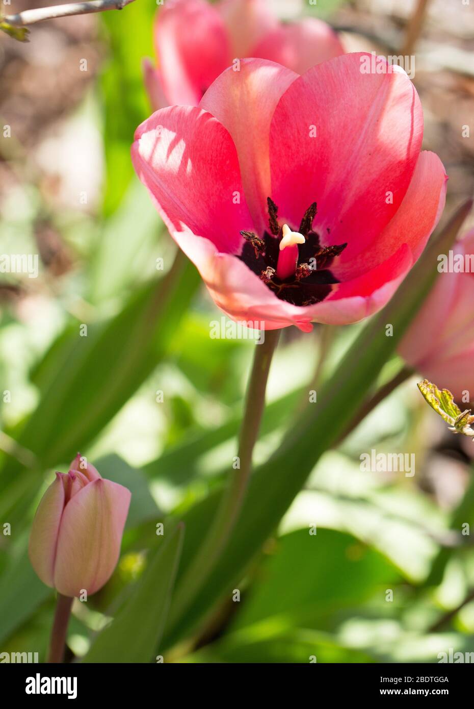 Tulip 'Pink Impression'. Stockfoto