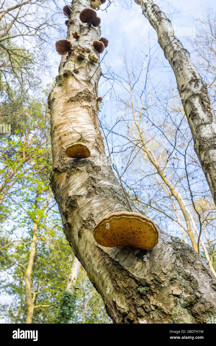 Birke Polyphore Bracket Pilz (Fomitopsis betulina) wächst aus dem Stamm einer sterbenden Silberbirke (Betula Pendula) Baum in den Waldgebieten in Surrey, Großbritannien Stockfoto