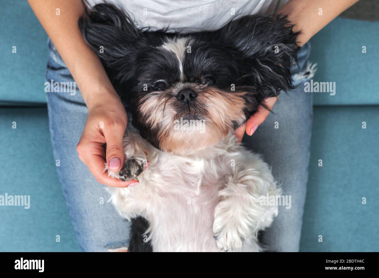 Lustige niedliche Hund sitzt auf der Couch in der Mädchenlap. Shih-tzu Rasse. Haustier. Gemütlichkeit. Stockfoto