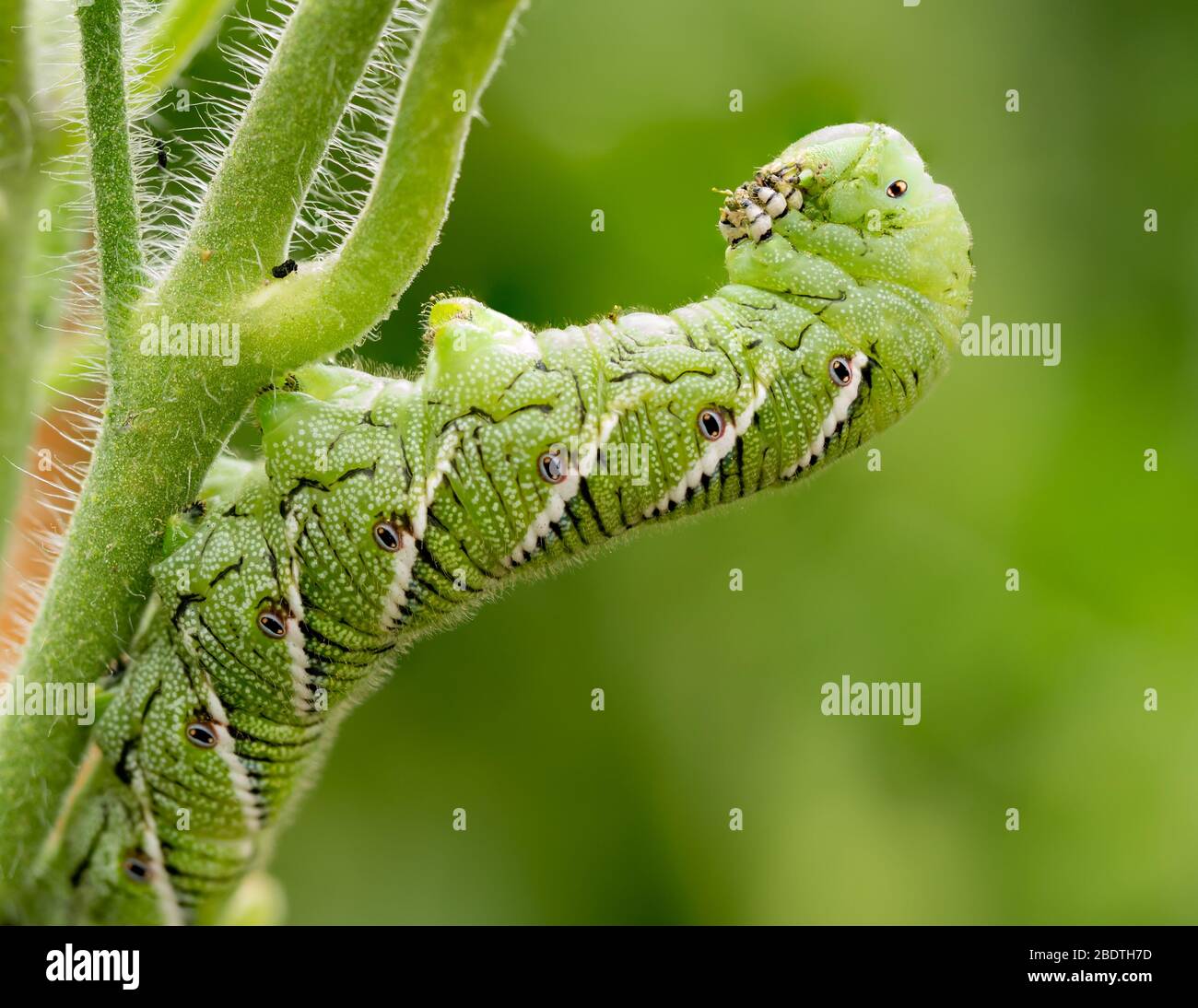 Tomatenhornwurm, Manduca quinquemaculata, Nahaufnahme zeigt die Raupe essen, während sich zurück auf eine Tomatenpflanze Stiel Stockfoto