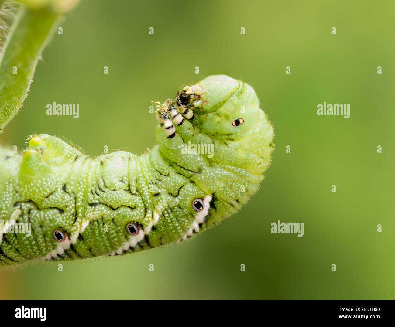 Tomatenhornwurm, Manduca quinquemaculata, Nahaufnahme zeigt die Raupe essen, während sich zurück auf eine Tomatenpflanze Stiel Stockfoto