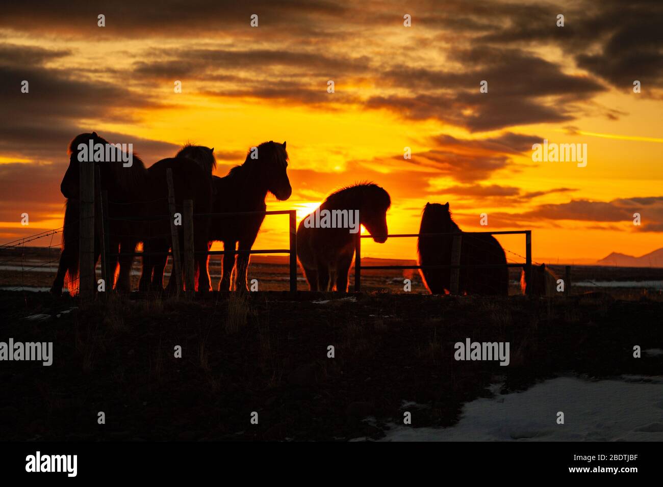 Islandpferde (Equus ferus caballus) bei Sonnenuntergang in isländischer Landschaft, Island Stockfoto