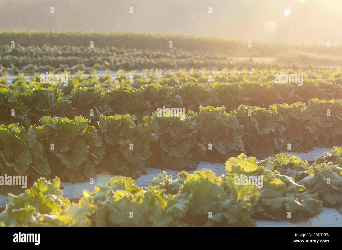 Reihen von Kürbissalat Pflanzen wachsen in der Sonne. Stockfoto