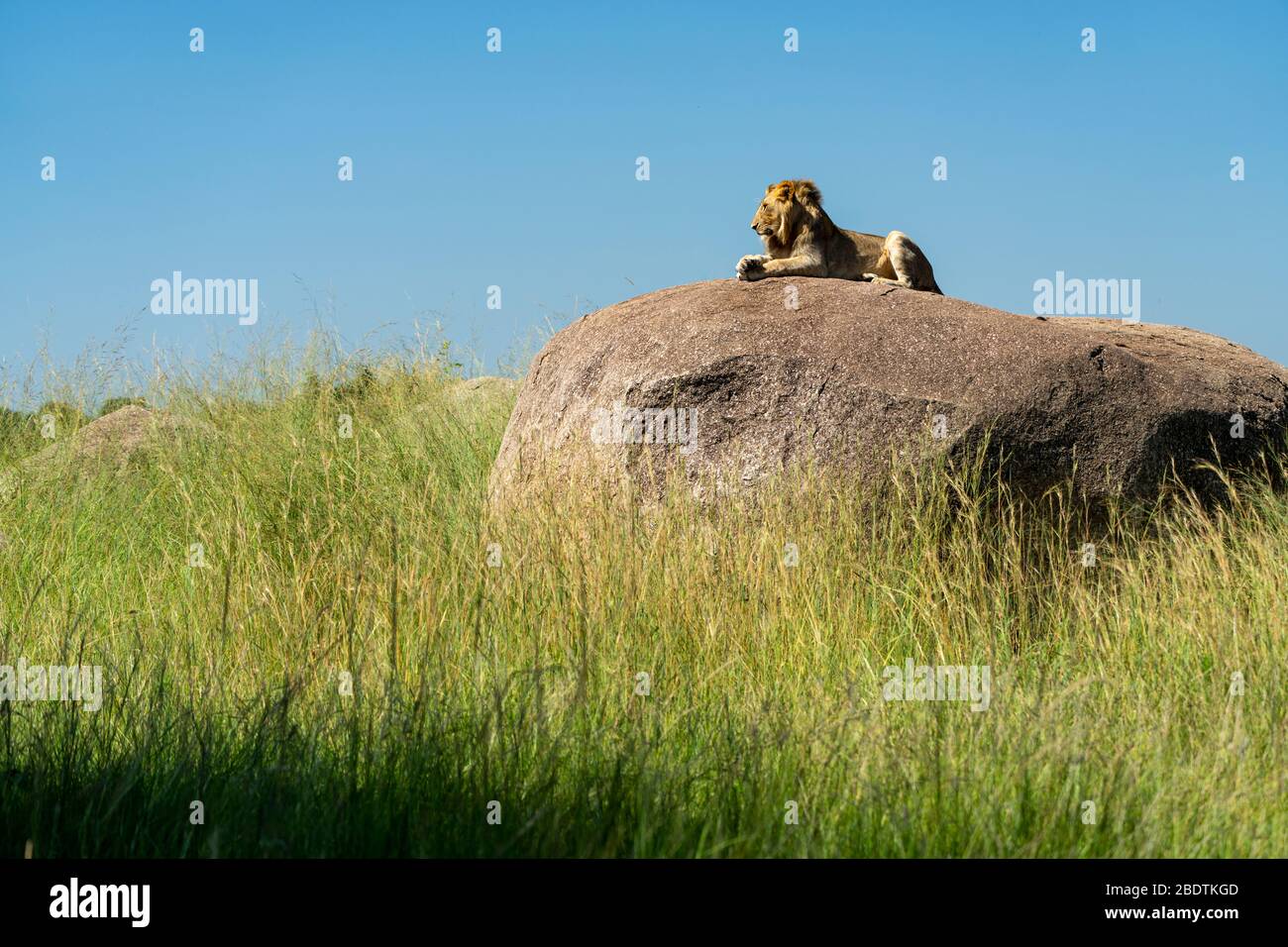 Ein Löwe ruht in der Sonne auf einem Felsen Stockfoto