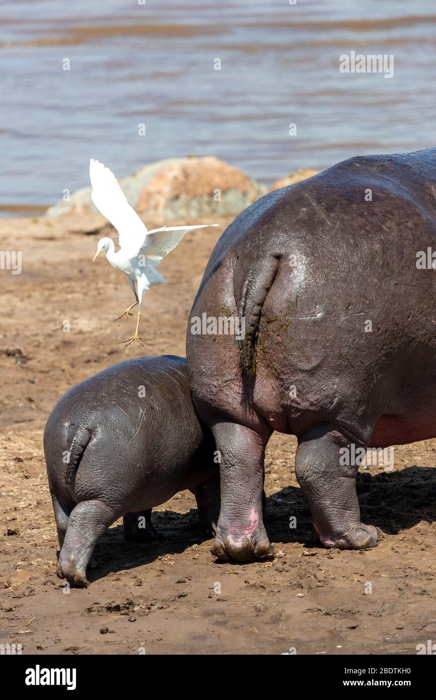 Ein Nilpferd und sein kleiner Spaziergang am Ufer eines Flusses Stockfoto
