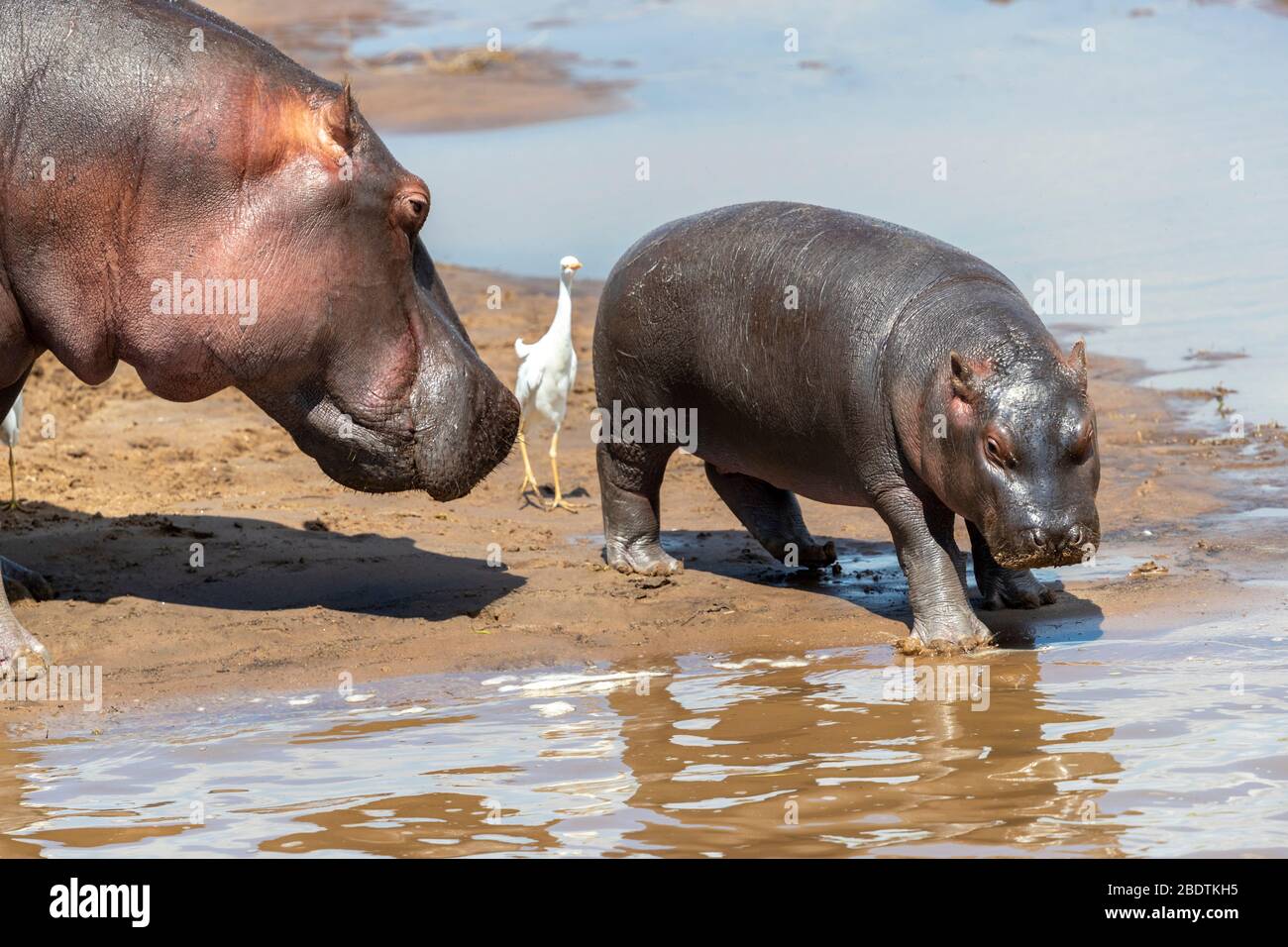 Ein Nilpferd und sein kleiner Spaziergang am Ufer eines Flusses Stockfoto