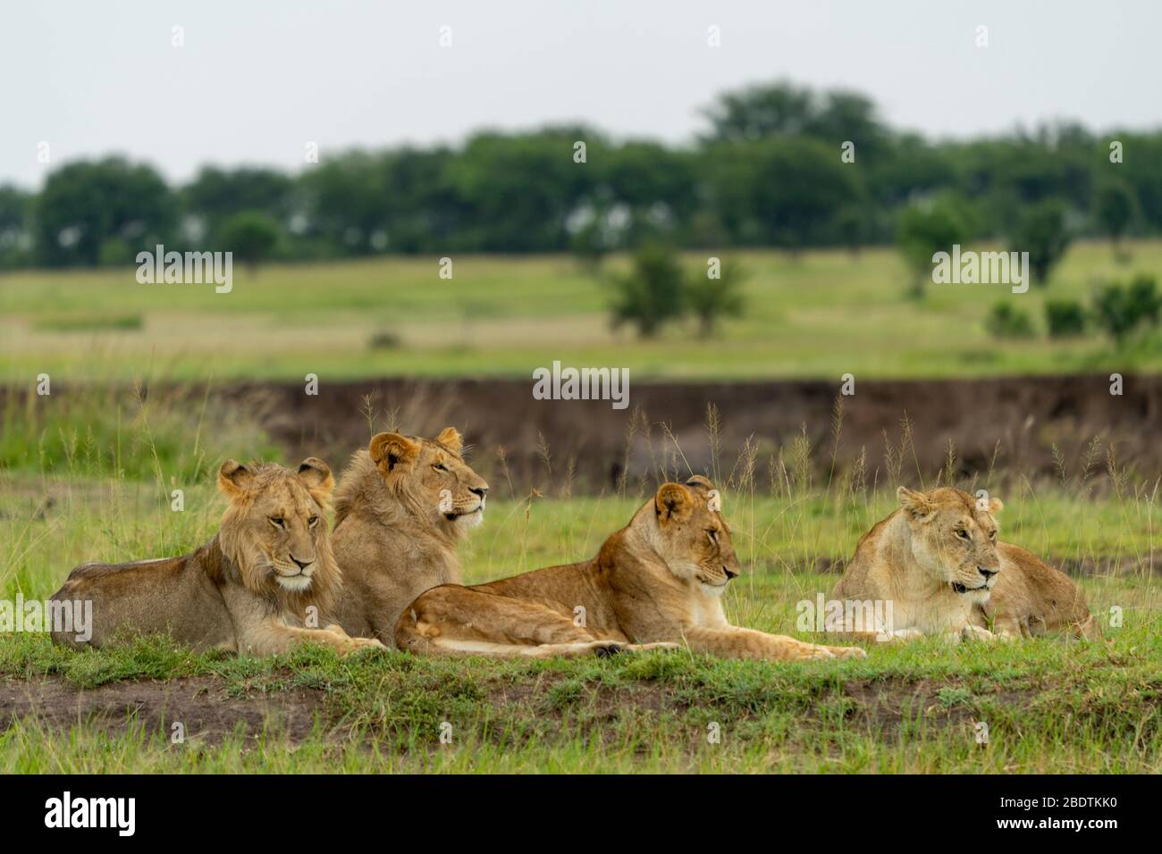 Eine Gruppe junger Löwen ruht auf freiem Boden Stockfoto