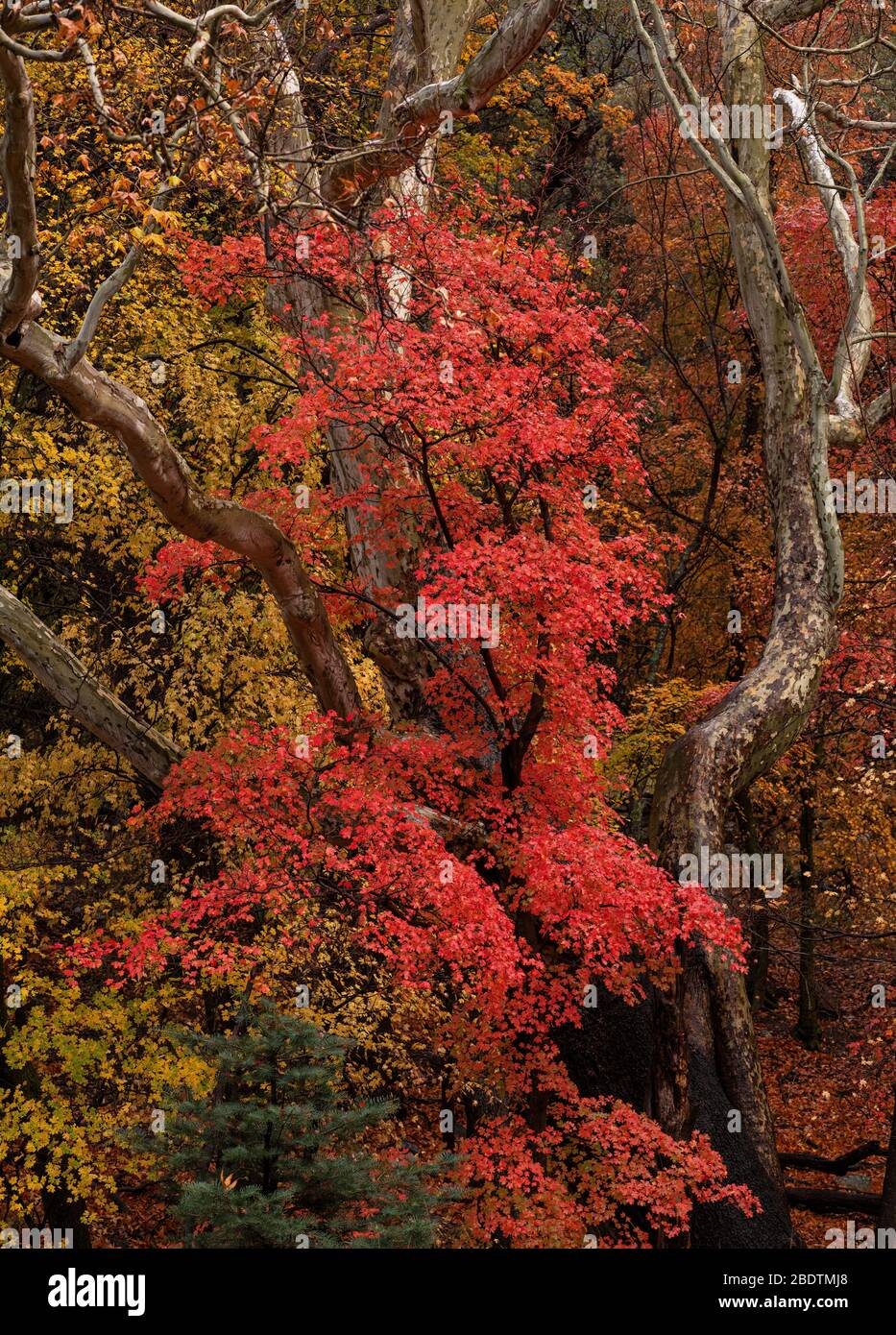 Tröpfchen aus einem Herbstregen erhellen die Herbstblätter im Ramsey Canyon Preserve, Hereford, Arizona, USA. Stockfoto