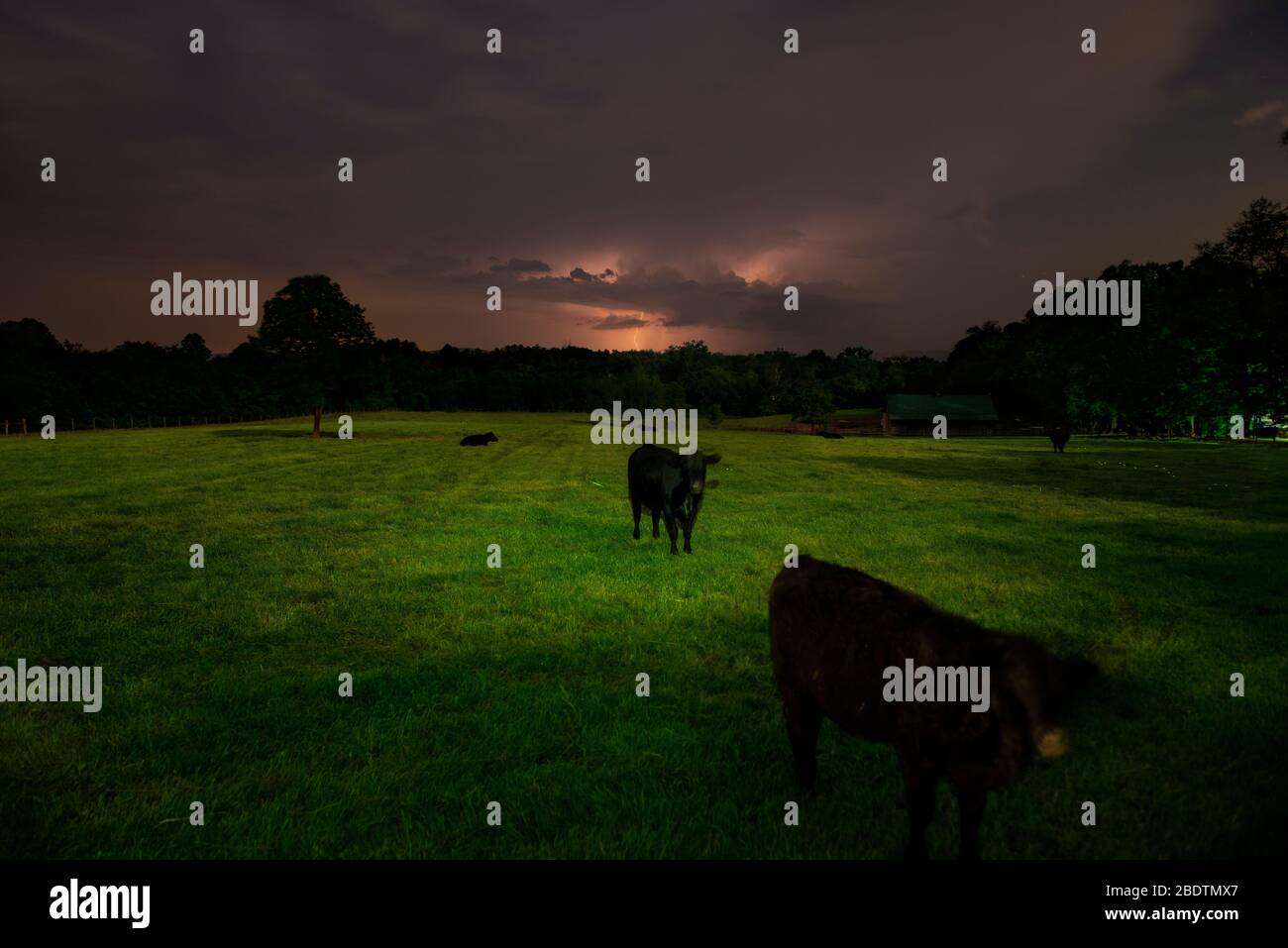 Ländliche Farm Landschaft Vieh und ein Gewitter in der Nacht Stockfoto