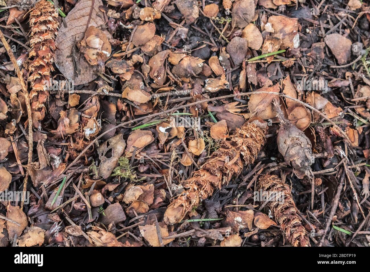 Ausrangierte Samenmäntel und halbgefressene Douglasie-Tannenzapfen, die von einem Roten Eichhörnchen hinterlassen wurden, liegen in einem verworrenen Midden auf dem Waldboden. Stockfoto