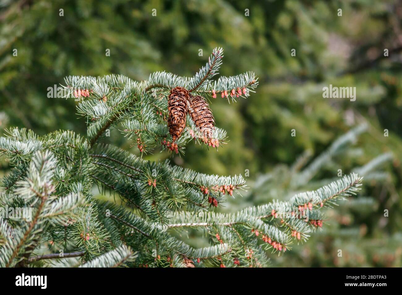Zwei große weibliche Zapfen hängen von einem Zweig einer küstennahen Douglasie, umgeben von mehreren Haufen winziger, pollen produzierender männlicher Zapfen (Feder). Stockfoto