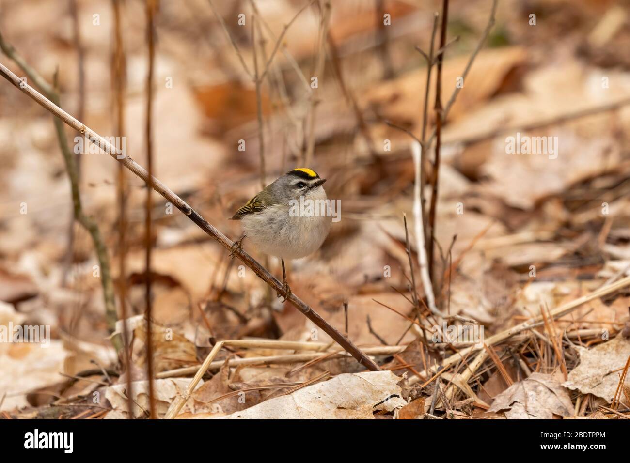 Golden - gekröntes Königskelchen im Frühlingswald das goldgekrönte Königskelchen ist ein sehr kleiner amerikanischer singvogel Stockfoto