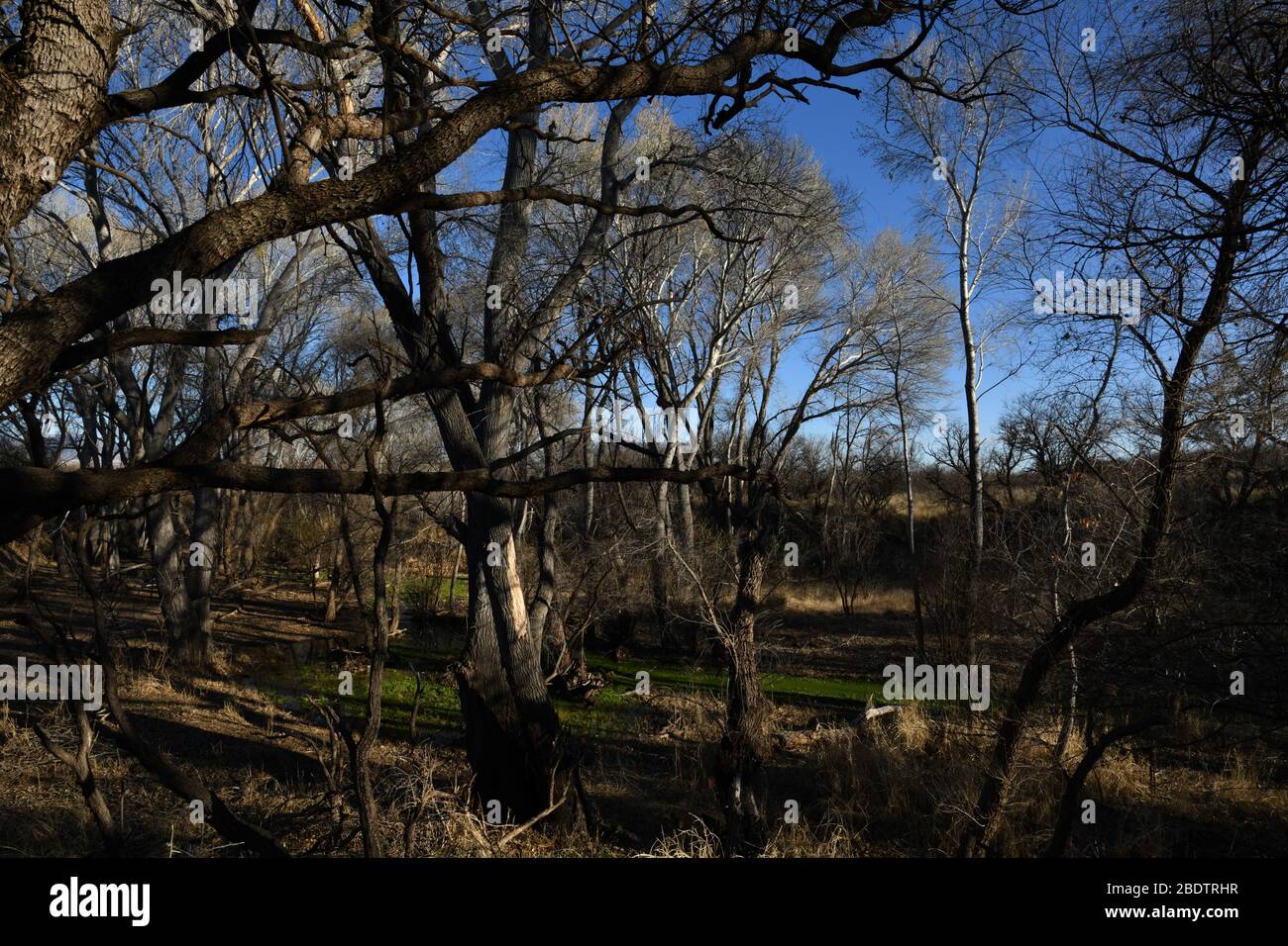 Pflanzen wachsen entlang von Baumwollbäumen während der Wintersaison im Bach in Empire Gulch, einem riechenden Gebiet auf dem Las Cienegas National Conservation Area Stockfoto