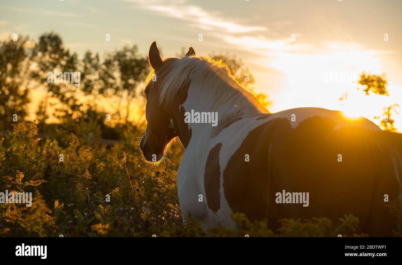 Draft Cross Horse Backlit bei Sonnenuntergang oder Sonnenaufgang Paint Cross Blick in das Feld von Unkraut Stockfoto