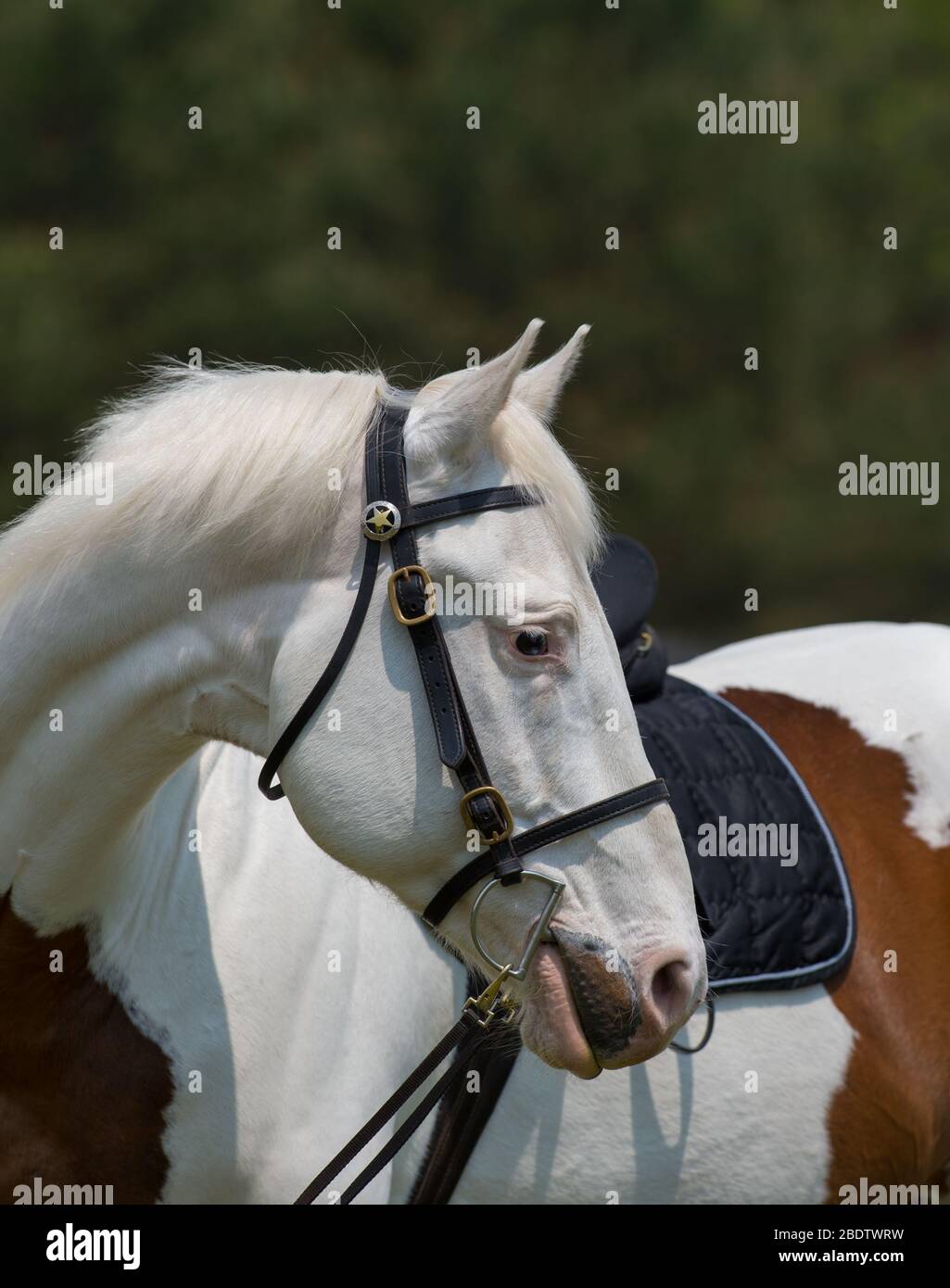 Portrait of Paint Horse Head Shot mit englischem Leder Trail-Zügel mit Clip Off Zügel und Stern am Kopf Stall sauberes weißes Pferd mit braunen Aufnäher Stockfoto