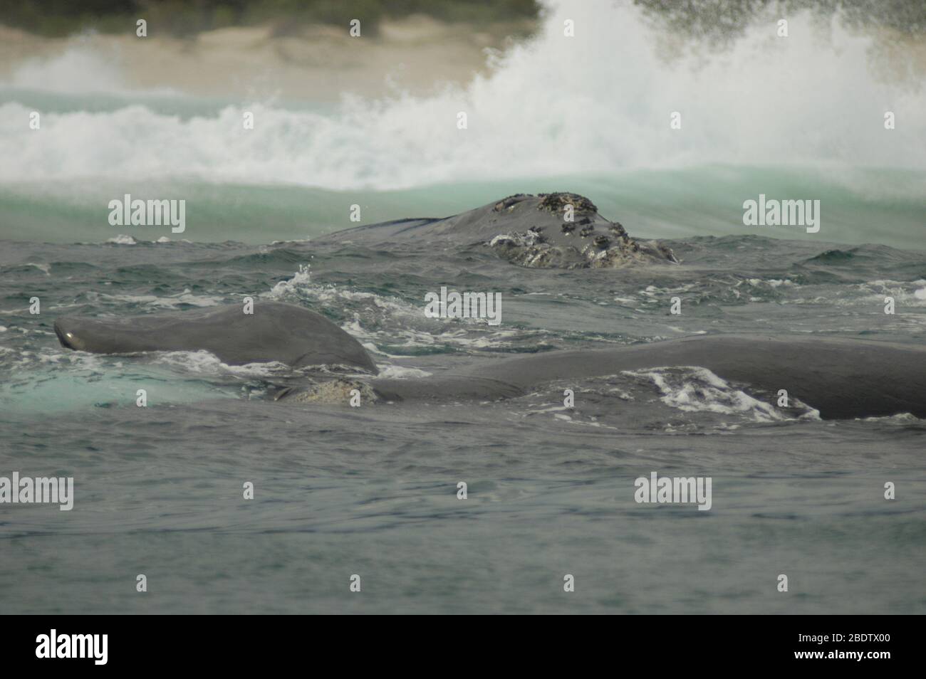 Südlicher rechter Wal, Eubalaena australis, am Strand, Plettenberg Bay, Garden Route, Südafrika Stockfoto