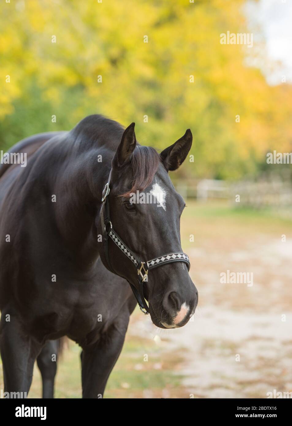 Portrait of Quarter Horse Head Shot mit Sternzeichen auf der Stirn und Schnauze auf Mündungsohren nach vorne schauend aufmerksam und gesund und Happy Halfter auf Stockfoto