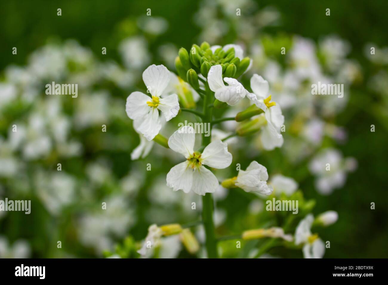 Nahaufnahme der weißen Radieschen Blüten, die in der Frühjahrssaison blühen, auch bekannt als (weißer Radieschen, japanischer Radieschen oder große Wurzel, chinesischer Radieschen, weißes Unkraut, Stockfoto