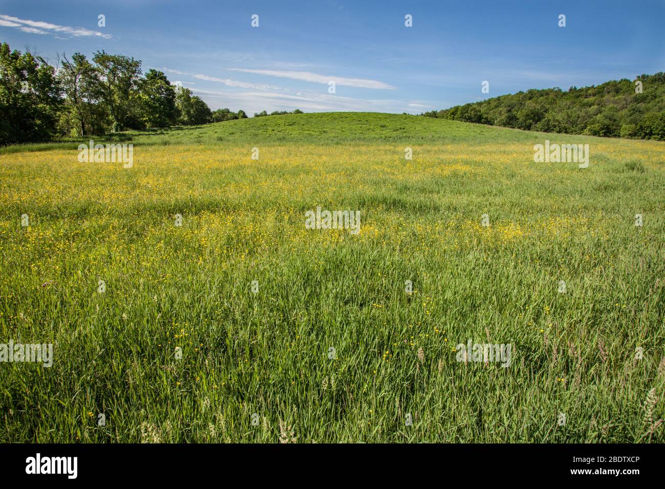 Eine Wiese im Westen von Massachusetts im Sommer Stockfoto
