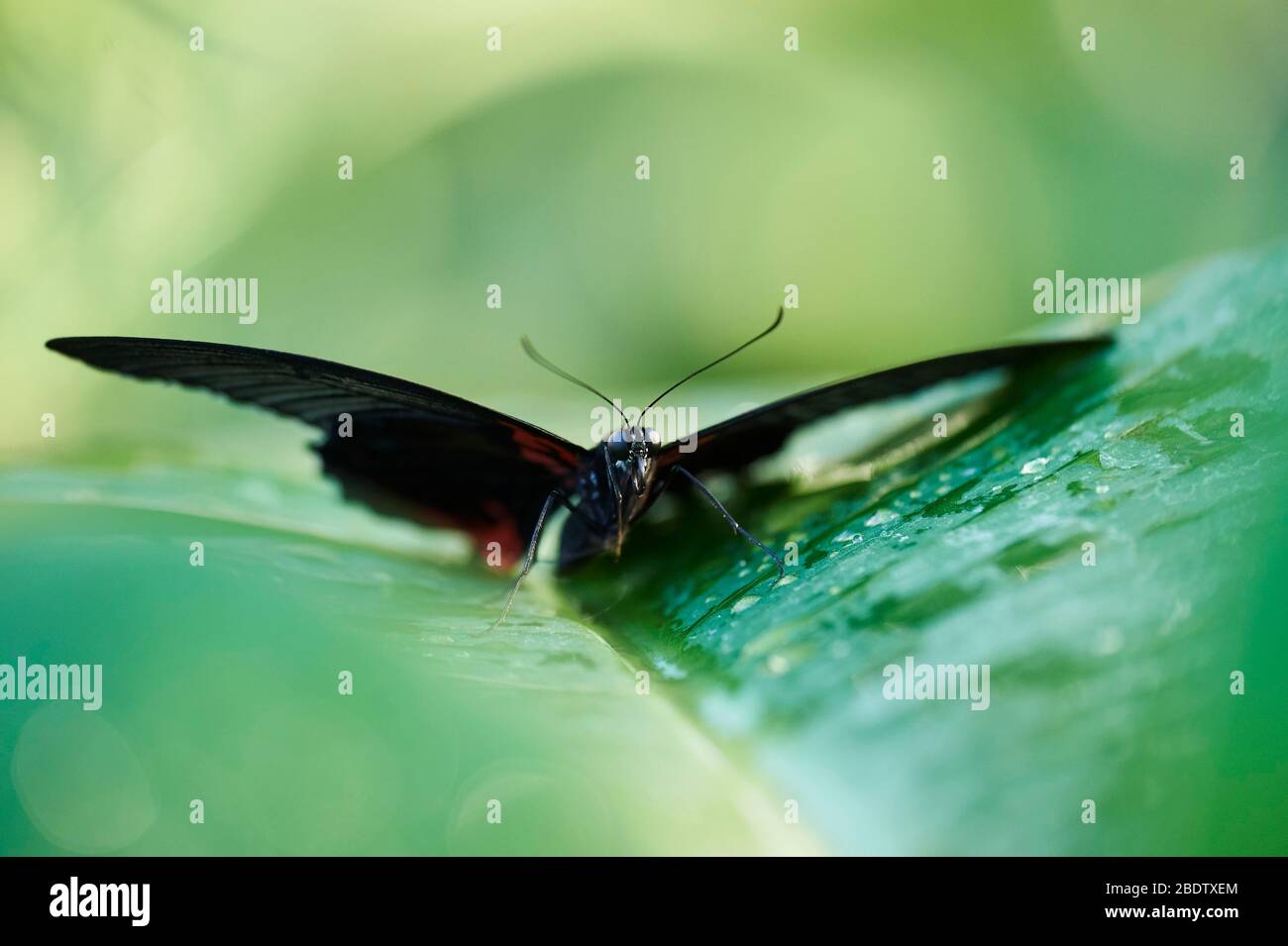 Iphidamas cattlehart oder Transandin cattlehart (Parides iphidamas), Schmetterling auf einem Blatt sitzend, Deutschland Stockfoto