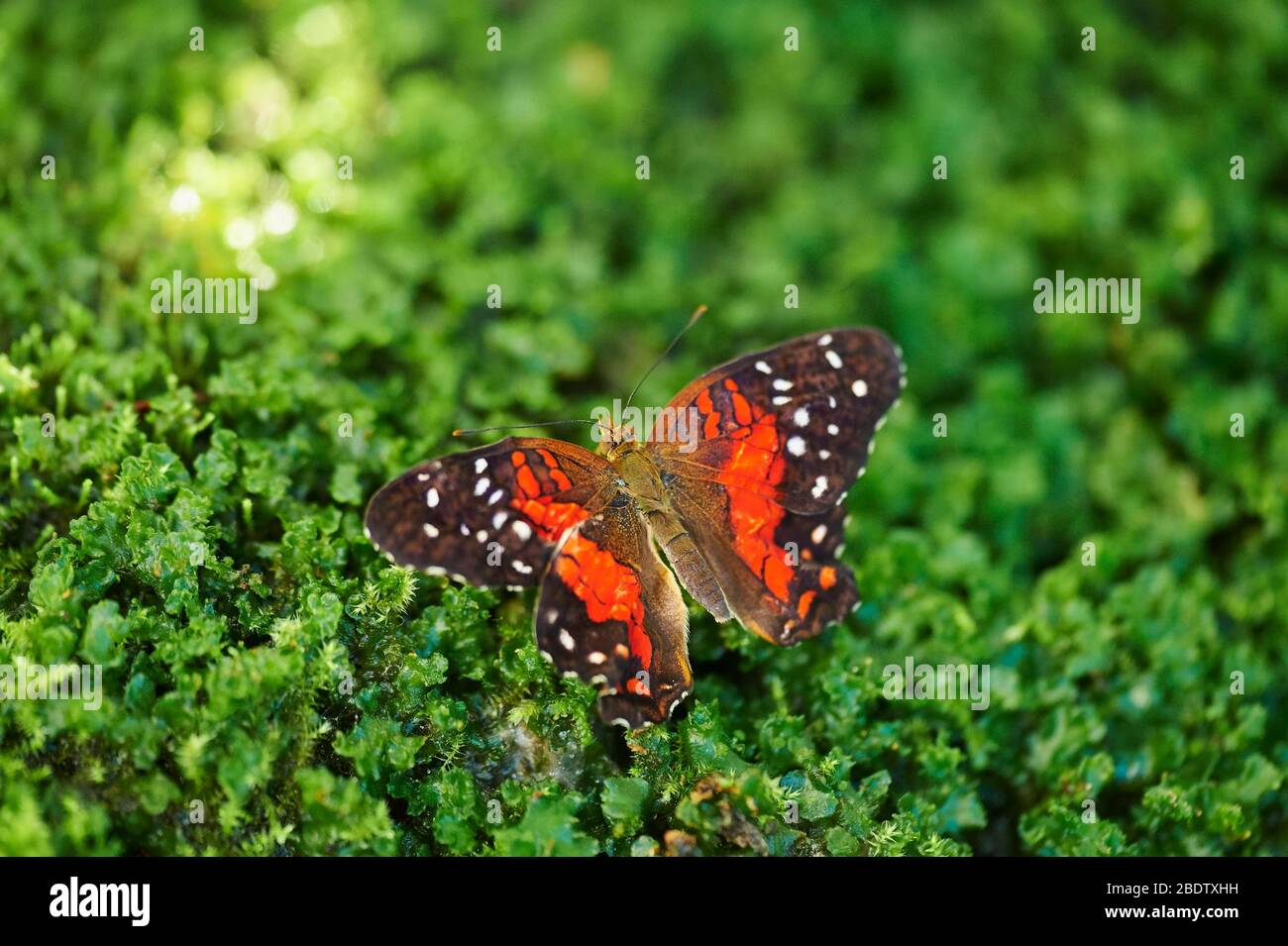 Rote Laken (Cethosia bibl) Schmetterling auf Moos sitzend, Deutschland Stockfoto