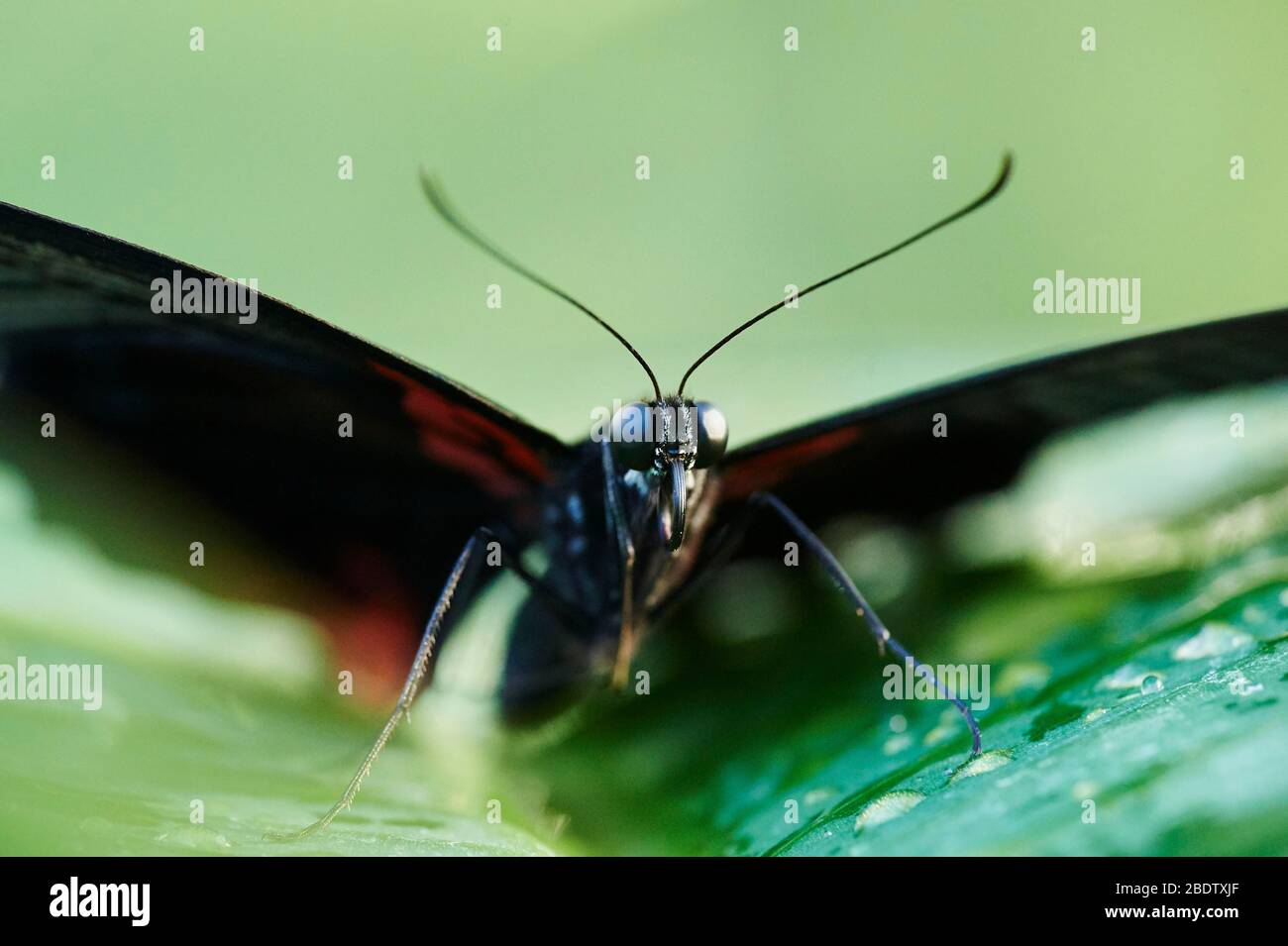 Iphidamas cattlehart oder Transandin cattlehart (Parides iphidamas), Schmetterling auf einem Blatt sitzend, Deutschland Stockfoto