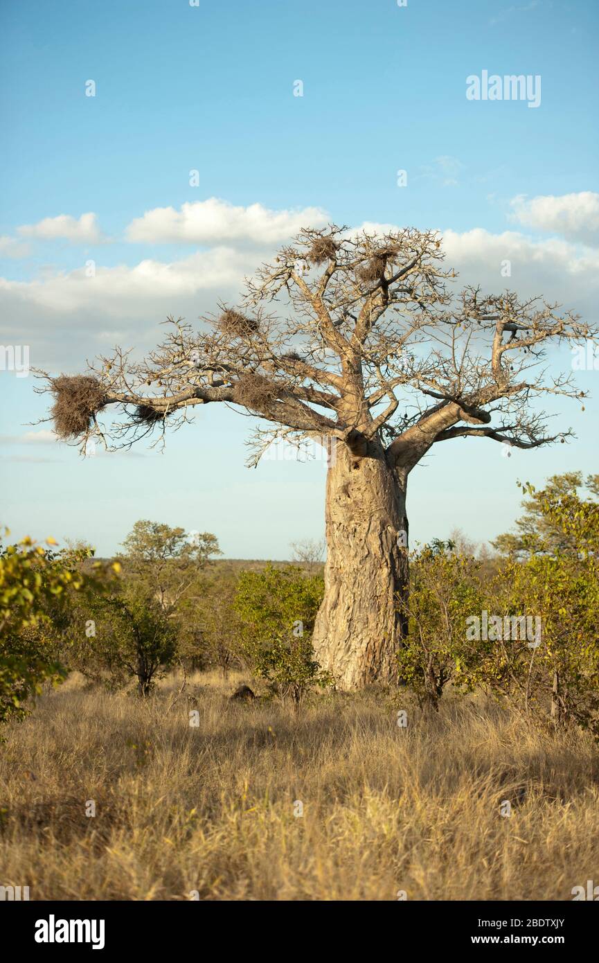 Baobob Tree, Adansonia digitata, mit Nestern von Redbilled Buffalo Weavers, Bubalornis niger, Kruger National Park, Provinz Mpumalanga, Südafrika Stockfoto